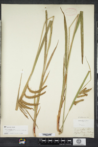 Carex gynandra image