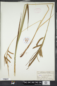 Carex gynandra image