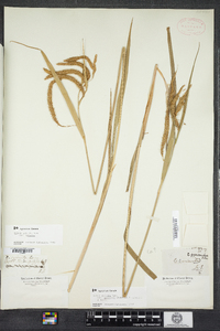 Carex gynandra image