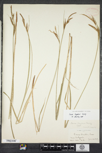 Carex haydenii image