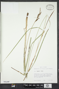 Carex haydenii image