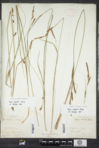 Carex haydenii image