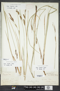 Carex haydenii image