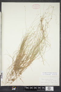 Carex billingsii image