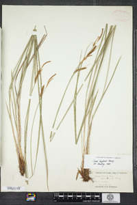 Carex haydenii image