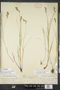 Carex hormathodes image