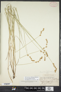 Carex hormathodes image