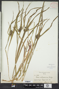 Carex intumescens image