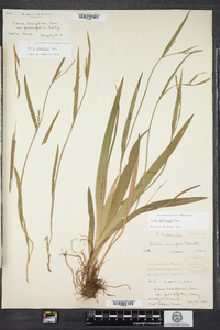 Carex laxiflora image