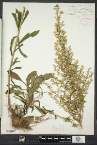 Solidago puberula image