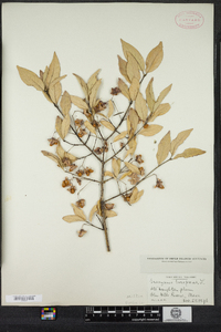 Euonymus europaeus image