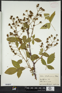 Rubus allegheniensis image