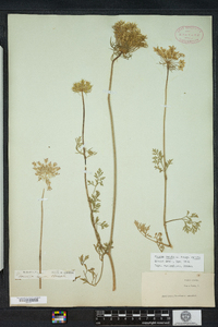 Daucus carota image