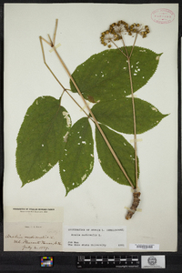 Aralia nudicaulis image