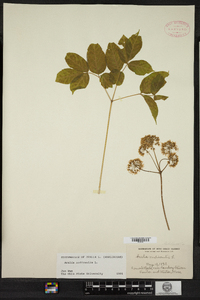 Aralia nudicaulis image