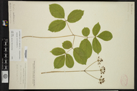 Aralia nudicaulis image