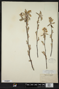 Amelanchier canadensis image