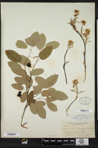 Amelanchier canadensis image