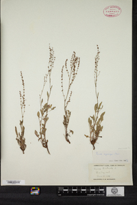 Rumex acetosella image