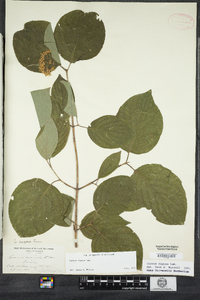 Cornus rugosa image