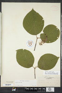 Cornus rugosa image