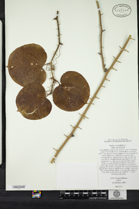 Smilax rotundifolia image