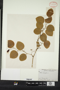 Smilax rotundifolia image