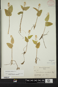 Maianthemum canadense image