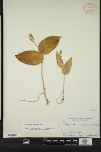 Maianthemum canadense image