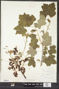 Ribes rubrum image