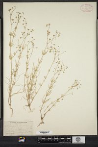 Spergula arvensis image