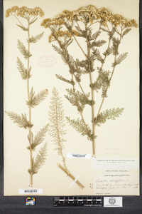 Achillea millefolium image