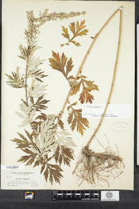 Artemisia vulgaris image