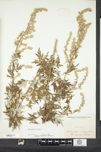 Artemisia vulgaris image