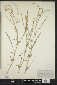 Melilotus officinalis image