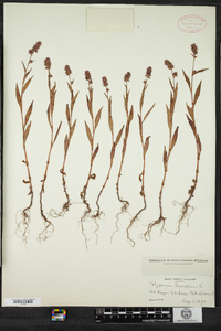 Polygonum persicaria image