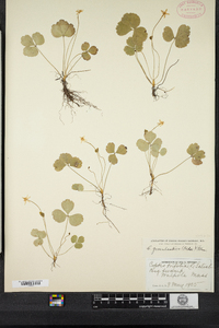 Coptis trifolia image