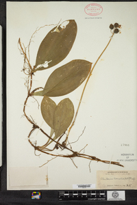 Clintonia borealis image