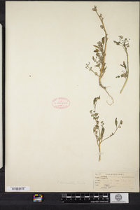 Chenopodium album image