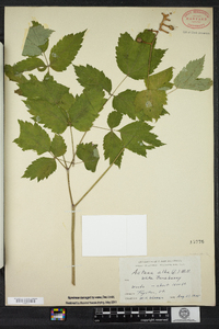 Actaea pachypoda image