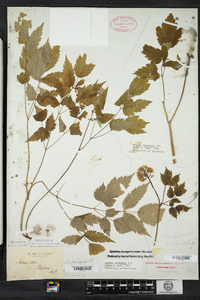 Actaea rubra image