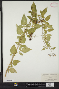 Solanum dulcamara image