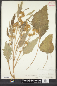 Arctium minus image