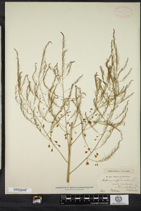 Asparagus officinalis image