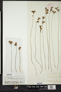 Utricularia cornuta image