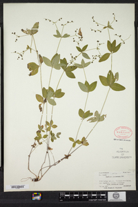 Galium circaezans image