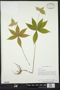 Medeola virginiana image