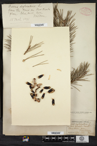 Pinus sylvestris image