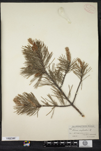 Pinus sylvestris image