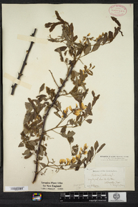 Robinia pseudoacacia image